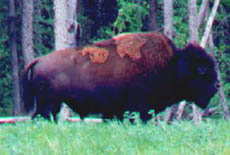 Bison