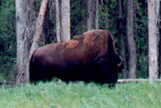 Bison