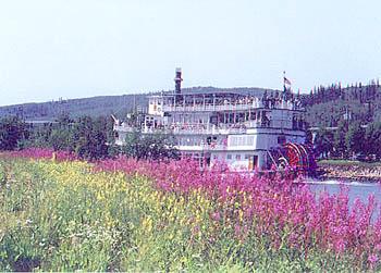 Discovery paddling through fireweed